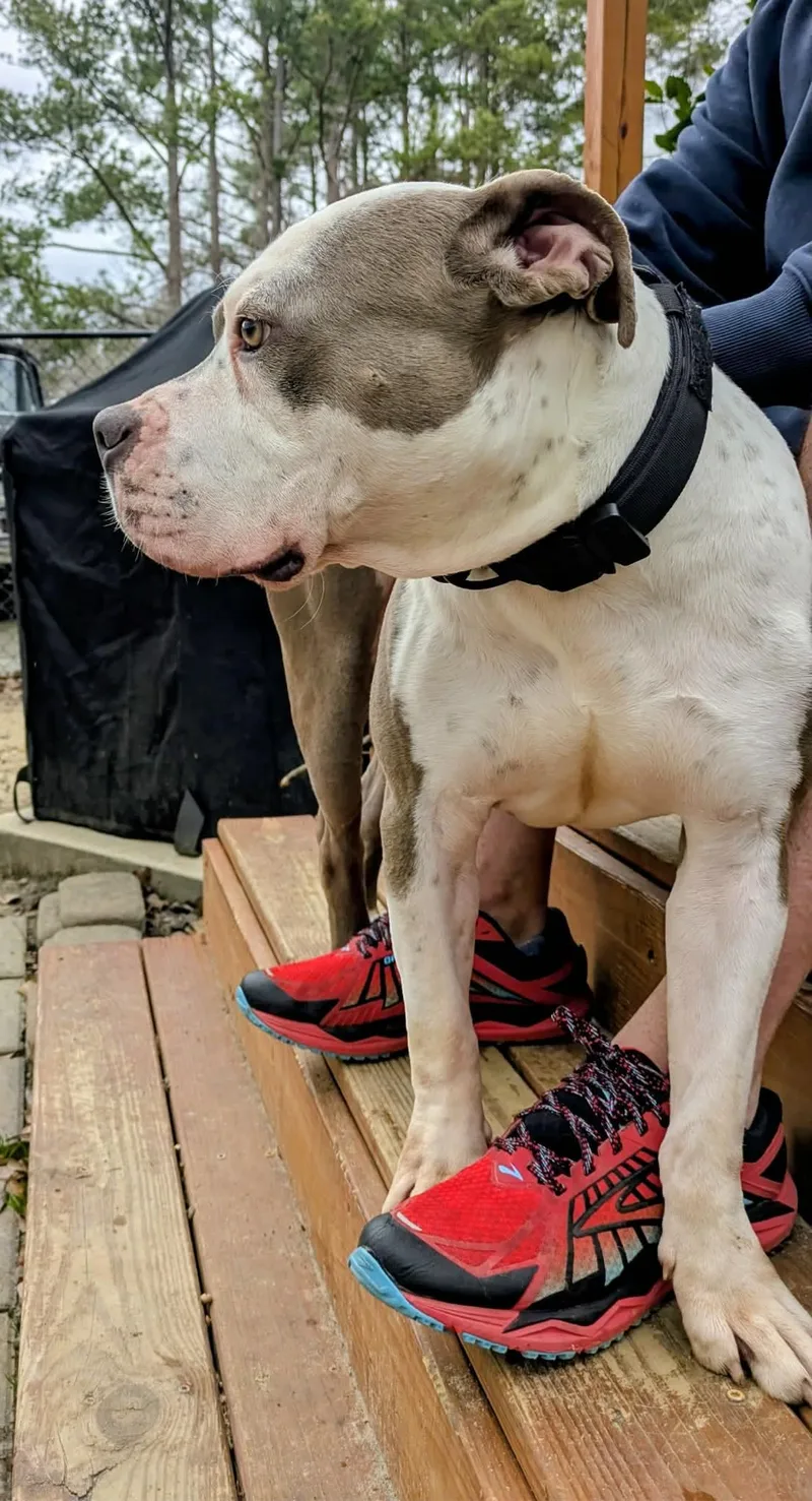 Meatball thumbnail 5