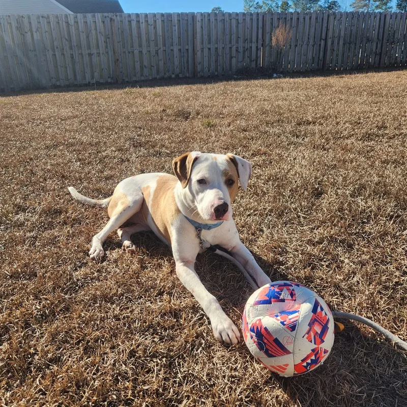 Peanut Butter thumbnail 3