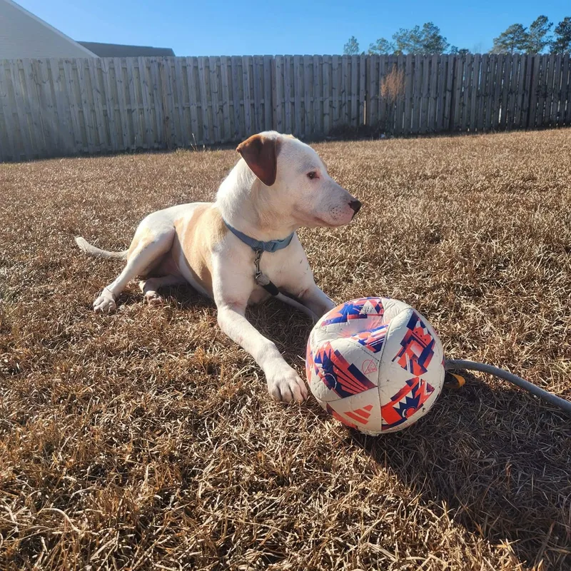 Peanut Butter thumbnail 4