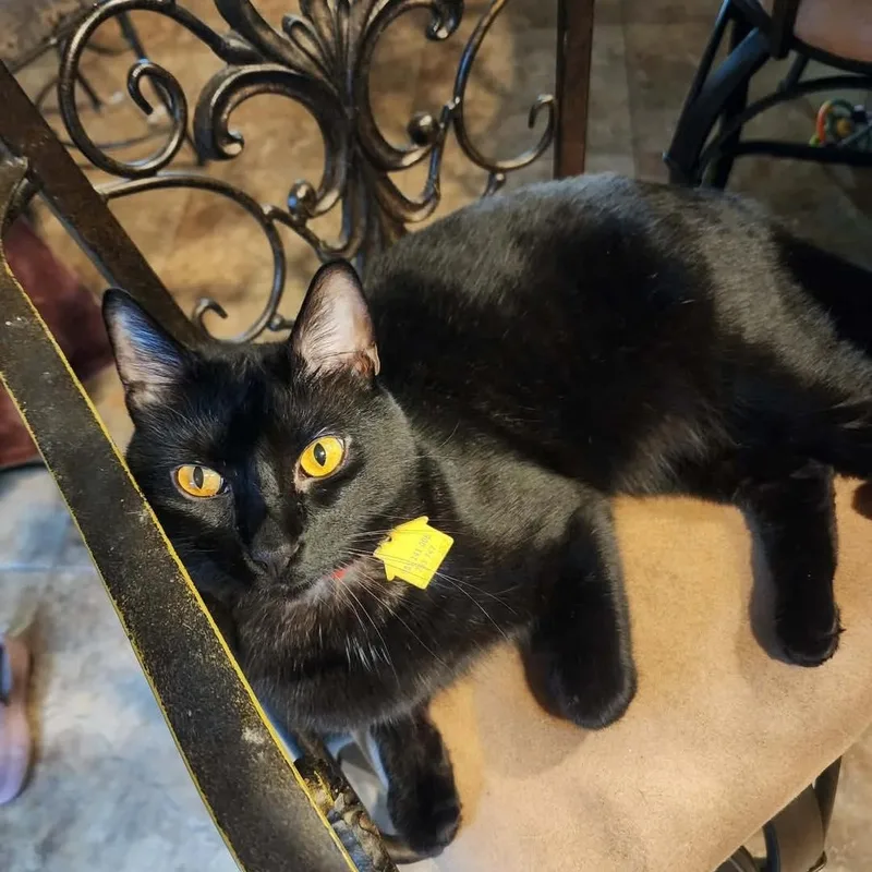 A young medium-sized male American Shorthair cat named Kendall for adoption in Yukon, OK