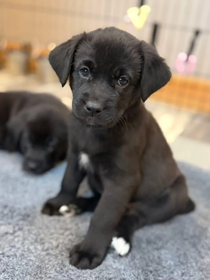 Bette The Lab Mix