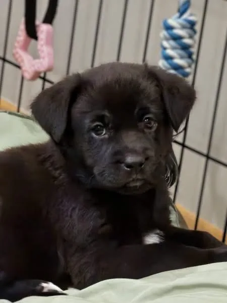 Bette The Lab Mix thumbnail 2