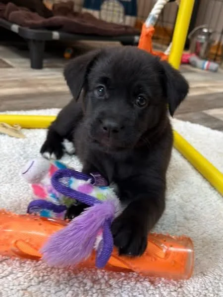 Bette The Lab Mix thumbnail 3