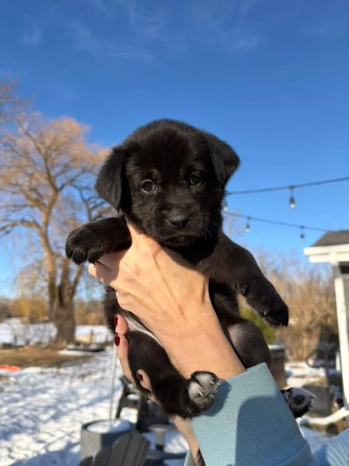 Bette The Lab Mix thumbnail 4