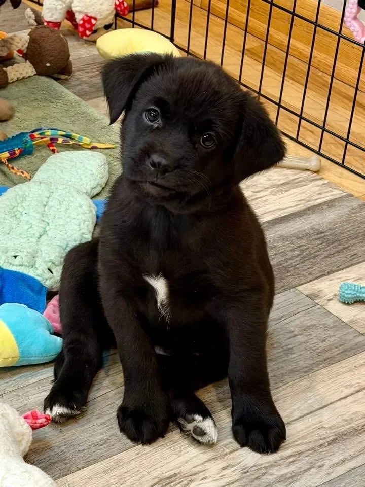 Bette The Lab Mix thumbnail 6