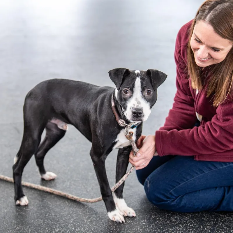 Glimmer Avail. By Appt.