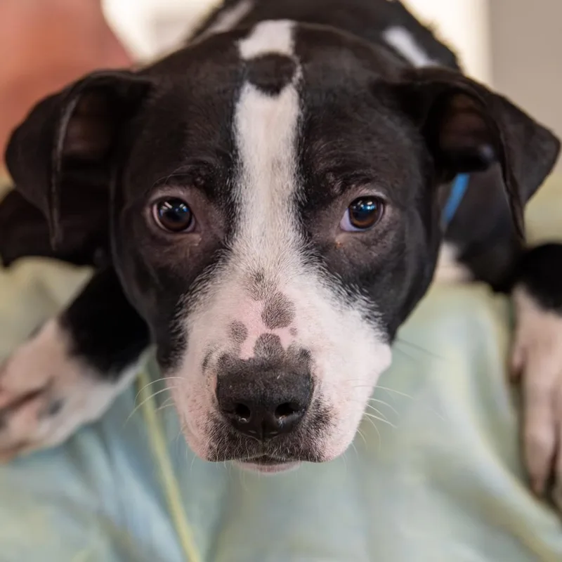 Glimmer Avail. By Appt. thumbnail 2