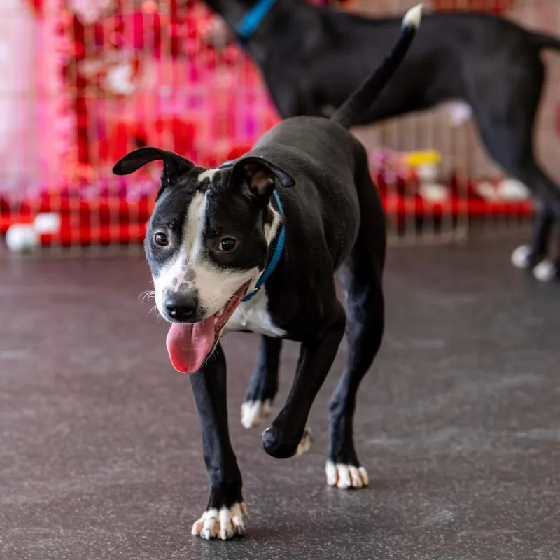 Glimmer Avail. By Appt. thumbnail 4