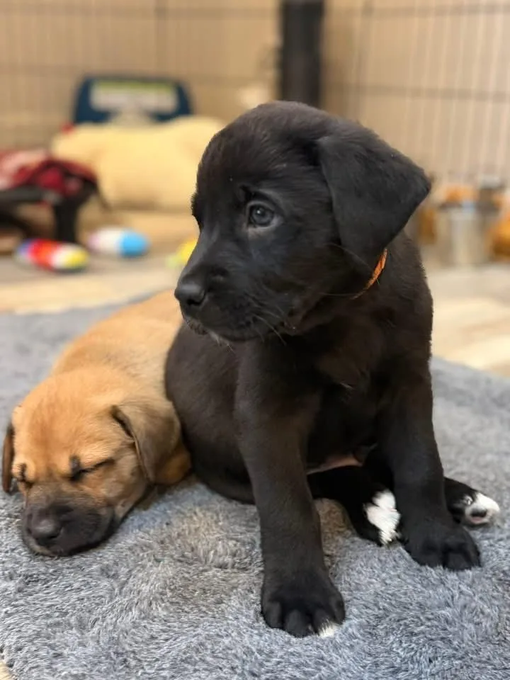 Bruno The Lab Mix thumbnail 2