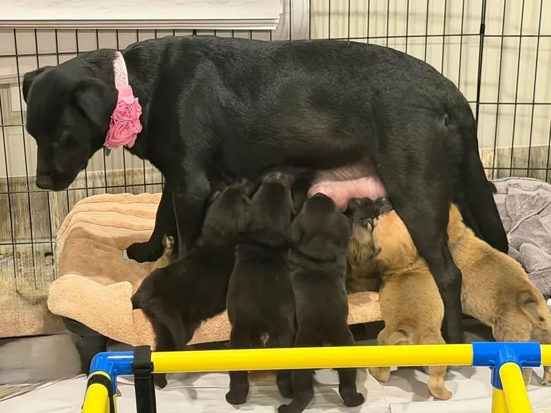 Bruno The Lab Mix thumbnail 4