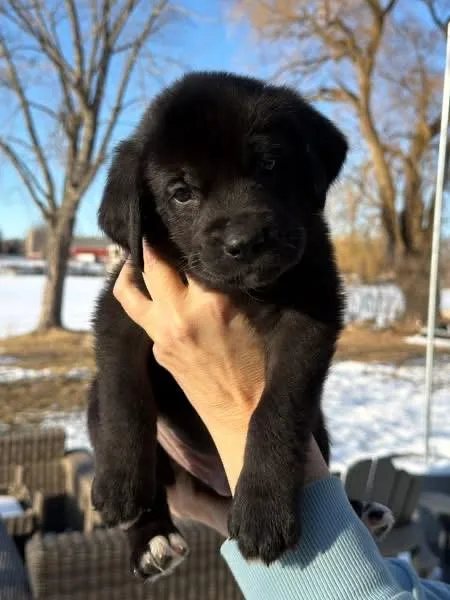 Bruno The Lab Mix thumbnail 5