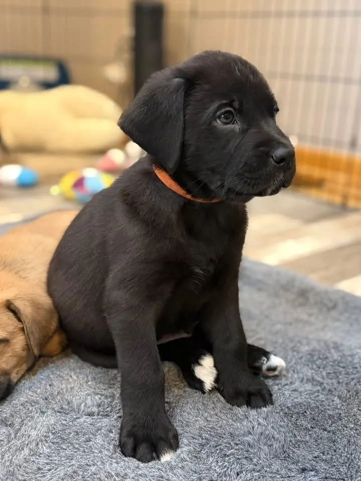 Bruno The Lab Mix