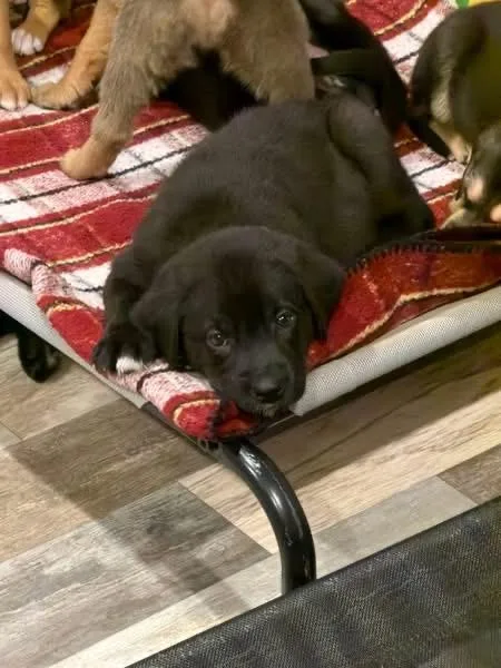 Bruno The Lab Mix thumbnail 6