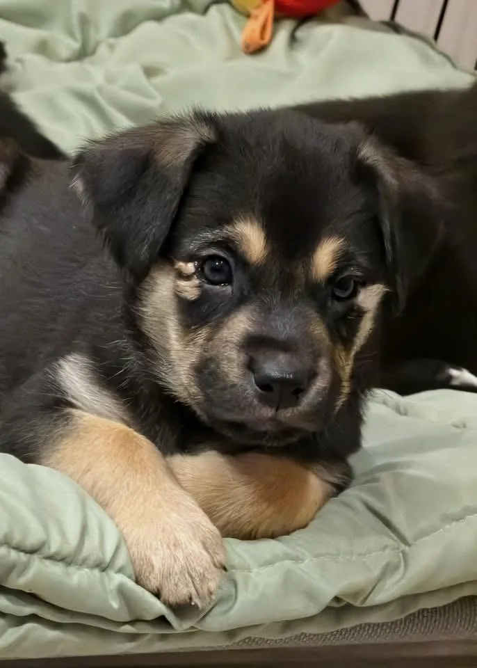 Logan The Lab Mix thumbnail 2