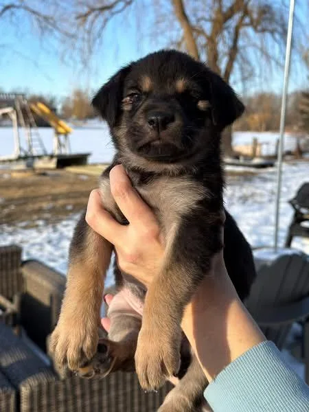 Logan The Lab Mix thumbnail 4