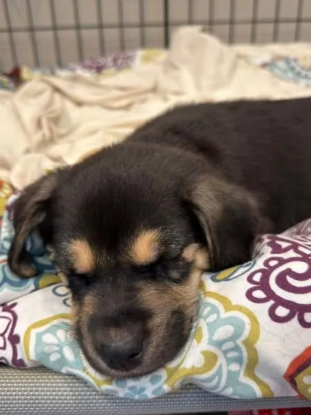 Logan The Lab Mix thumbnail 6