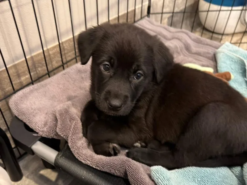 Maggie Mae The Lab thumbnail 2