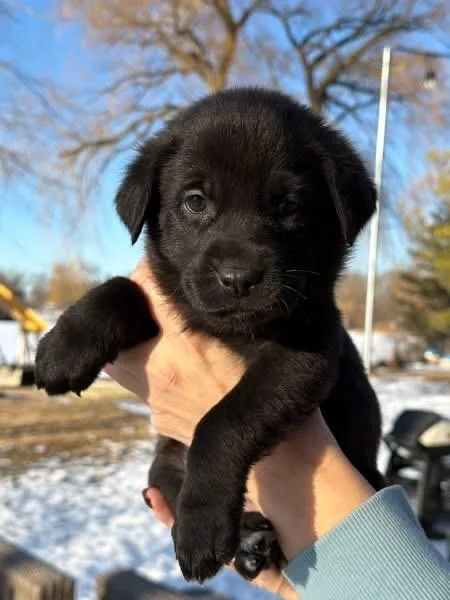 Maggie Mae The Lab thumbnail 3