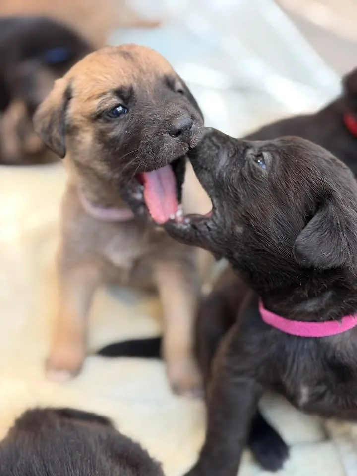 Maggie Mae The Lab thumbnail 5