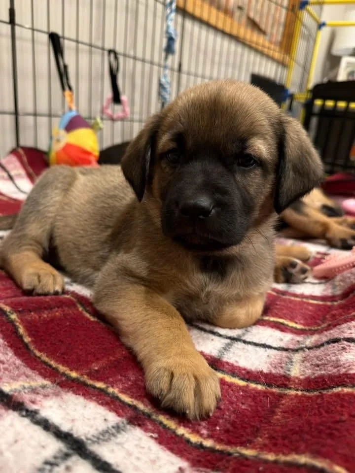 Ellie The Lab Mix thumbnail 3