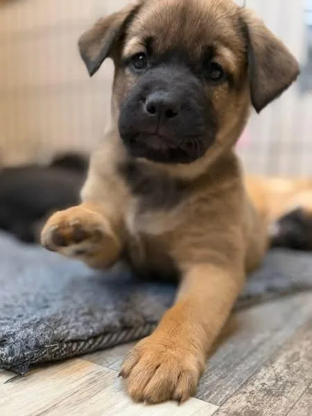 Ellie The Lab Mix thumbnail 4