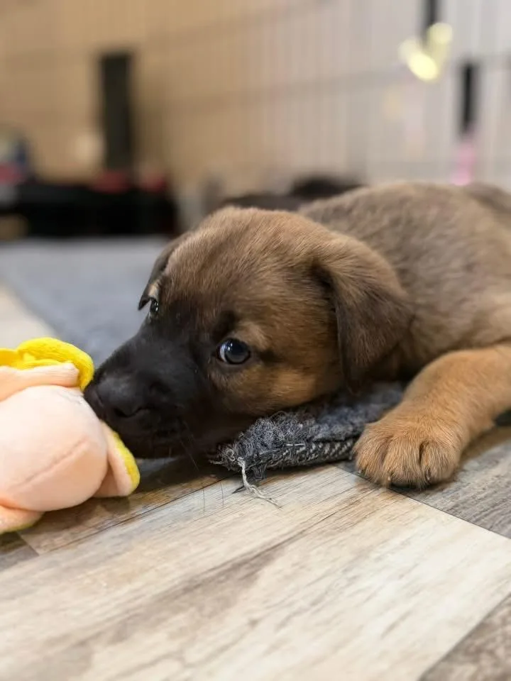 Ellie The Lab Mix thumbnail 6