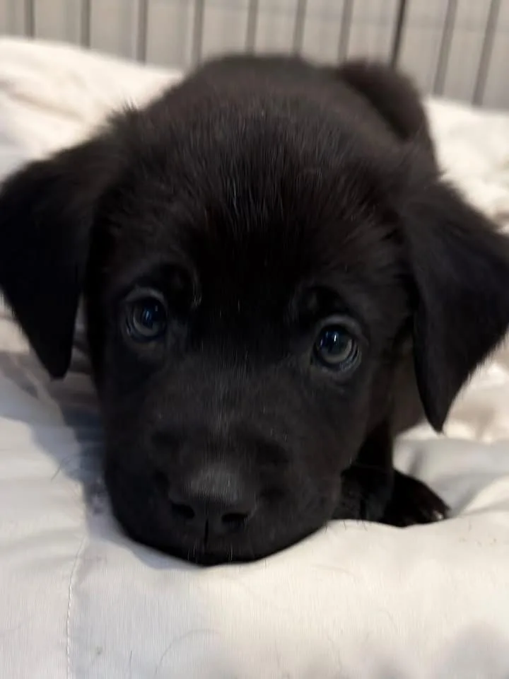 Peanut The Lab Mix thumbnail 3