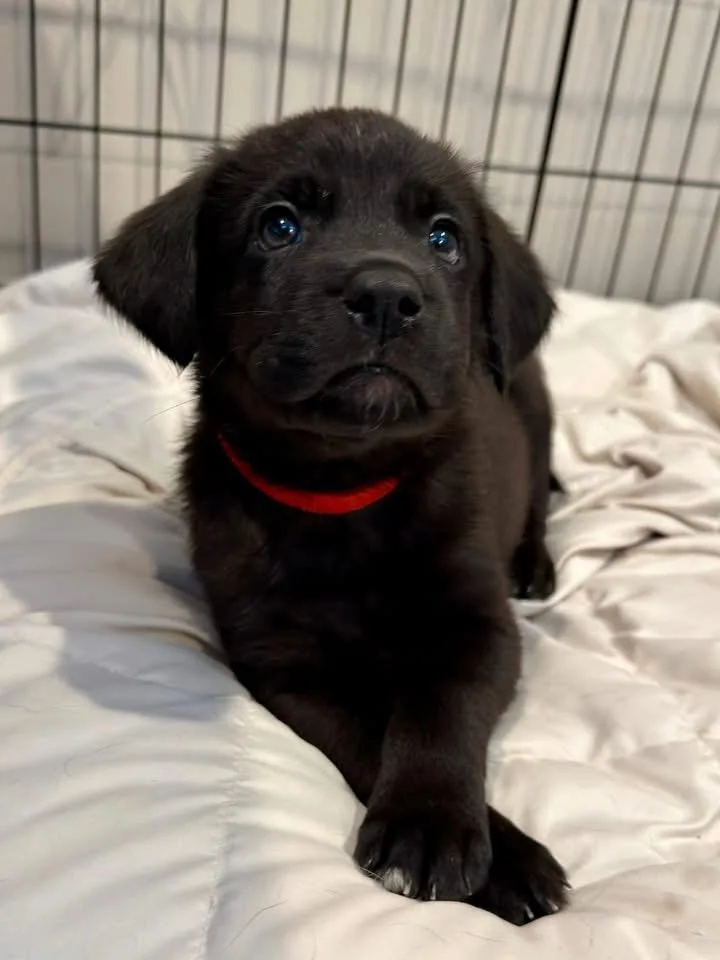 Peanut The Lab Mix thumbnail 4