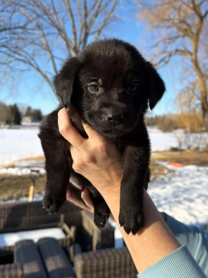 Peanut The Lab Mix thumbnail 5