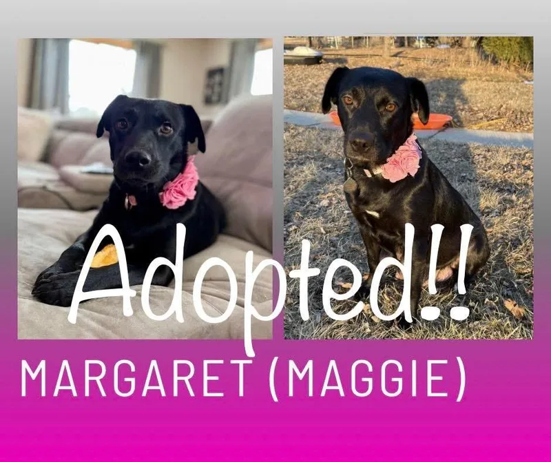 Peanut The Lab Mix thumbnail 6