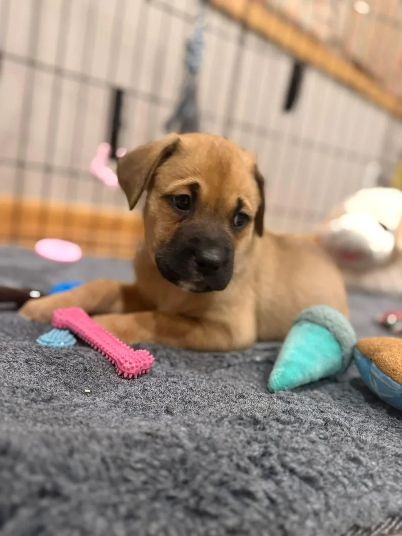Pixie The Lab Mix thumbnail 2