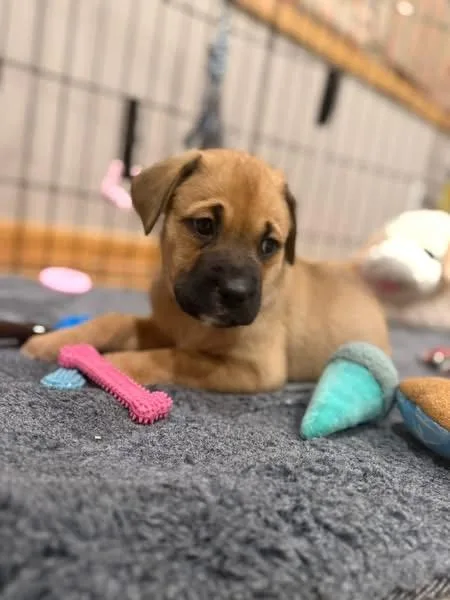 Pixie The Lab Mix thumbnail 4