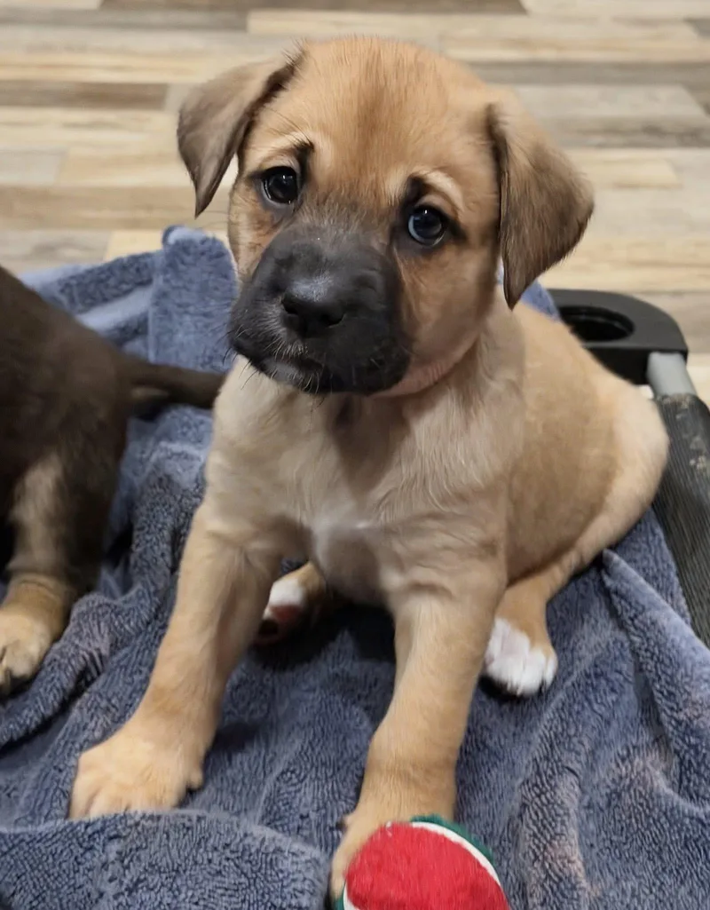 Pixie The Lab Mix