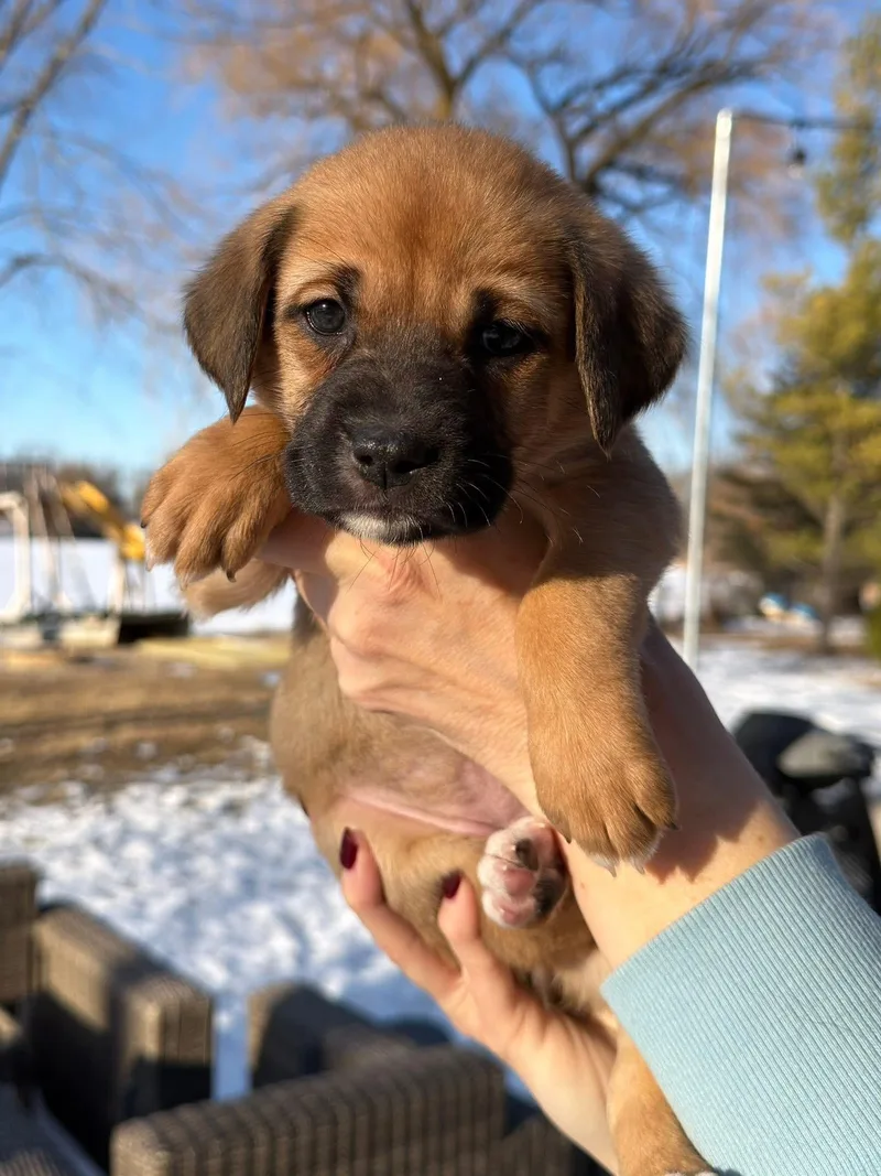 Pixie The Lab Mix thumbnail 5