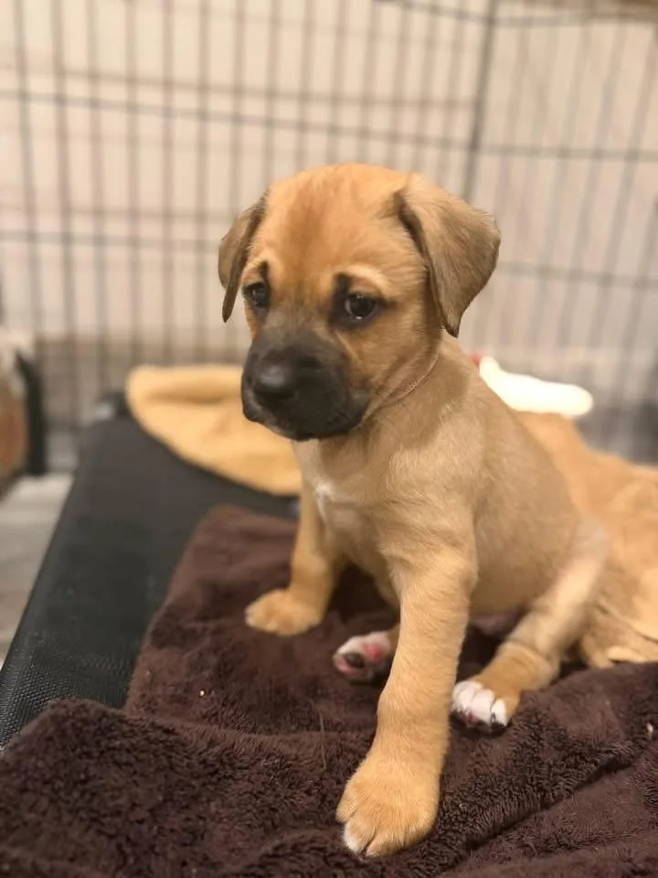 Pixie The Lab Mix thumbnail 6