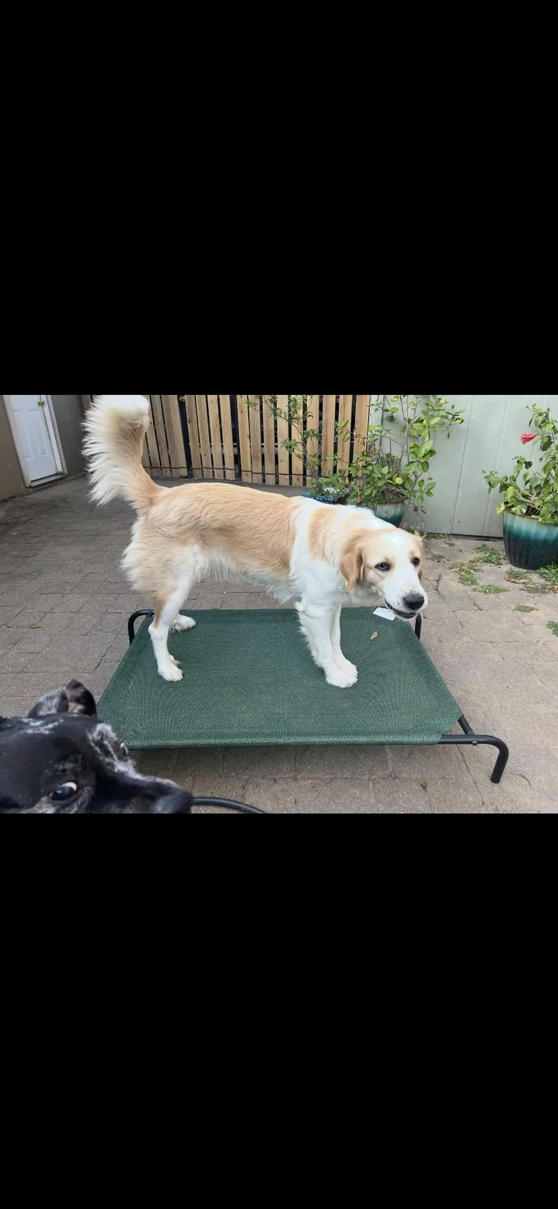 Raya Htx thumbnail 5