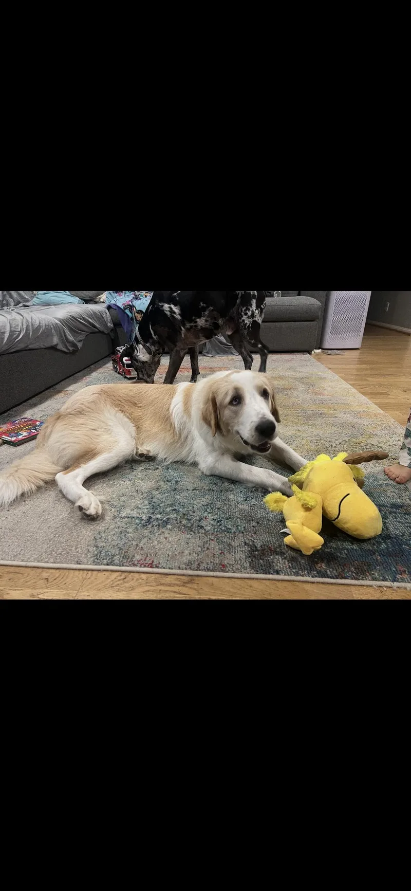 Raya Htx thumbnail 6