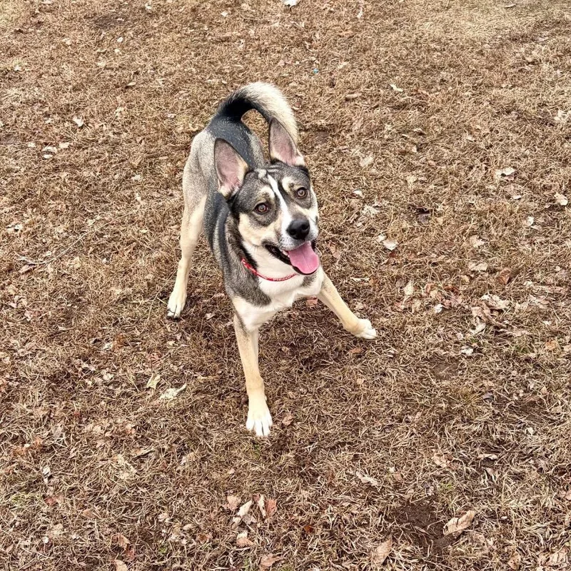 Gravy Baby thumbnail 5