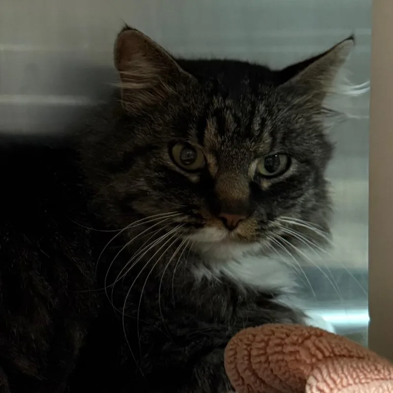 Millie Is At Petsmart