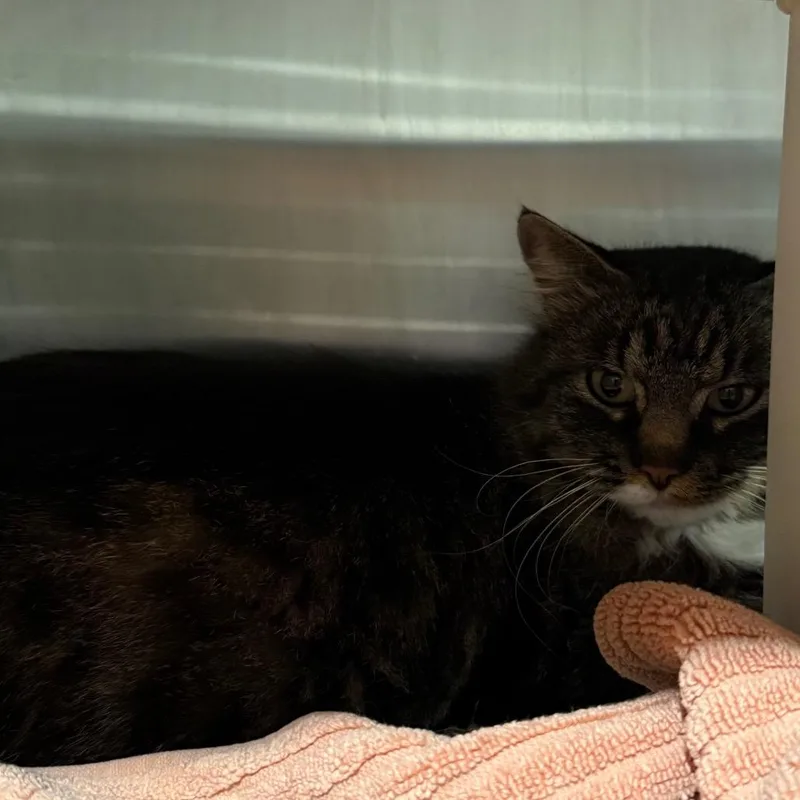 Millie Is At Petsmart thumbnail 2