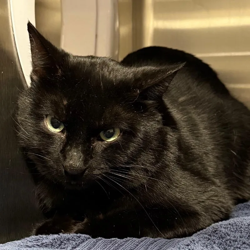 Ninja Is At Petsmart