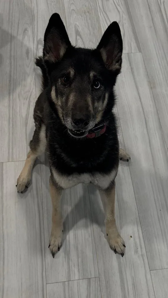 Cd:buddy Boy thumbnail 2