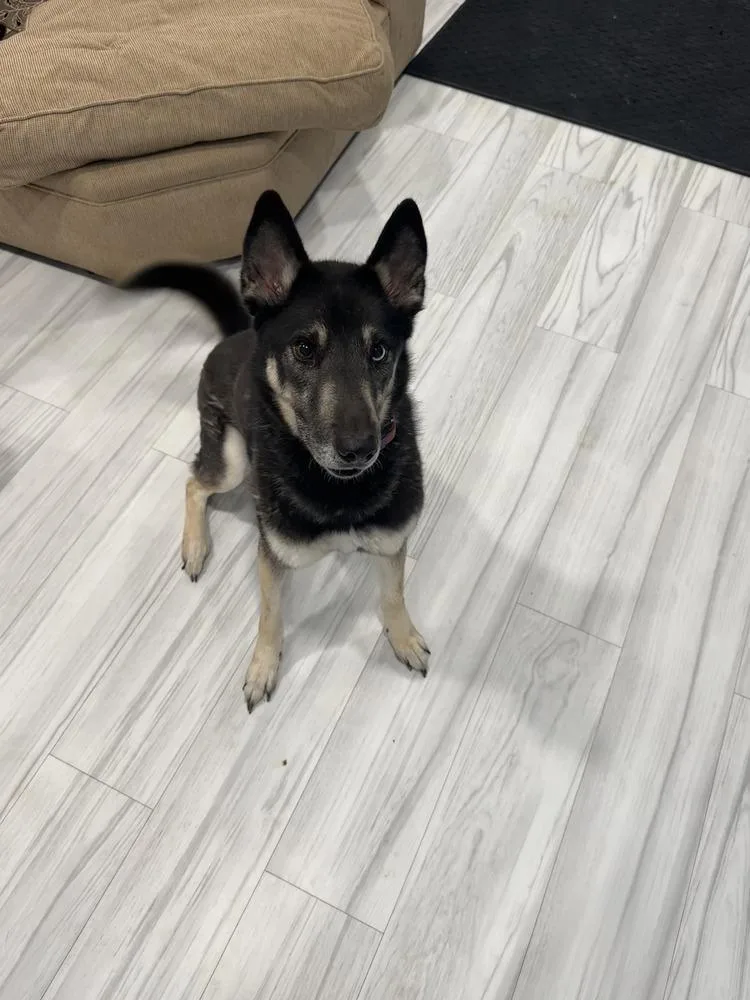 Cd:buddy Boy thumbnail 3