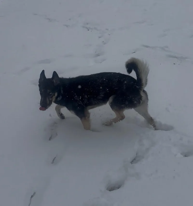 Cd:buddy Boy thumbnail 5