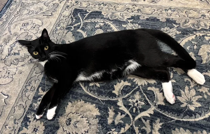 Boots  Aka Shadow thumbnail 2