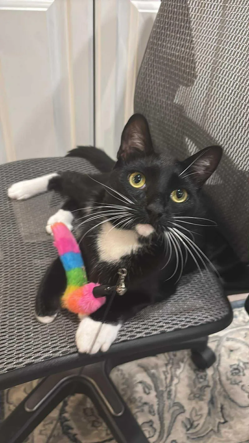 An adult large-sized male Black & White / Tuxedo Domestic Short Hair cat named Boots  Aka Shadow for adoption in Mission Viejo, CA