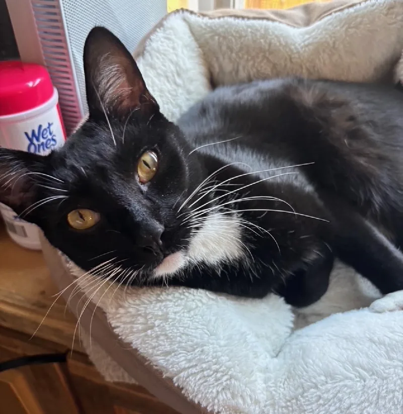 Boots  Aka Shadow thumbnail 3