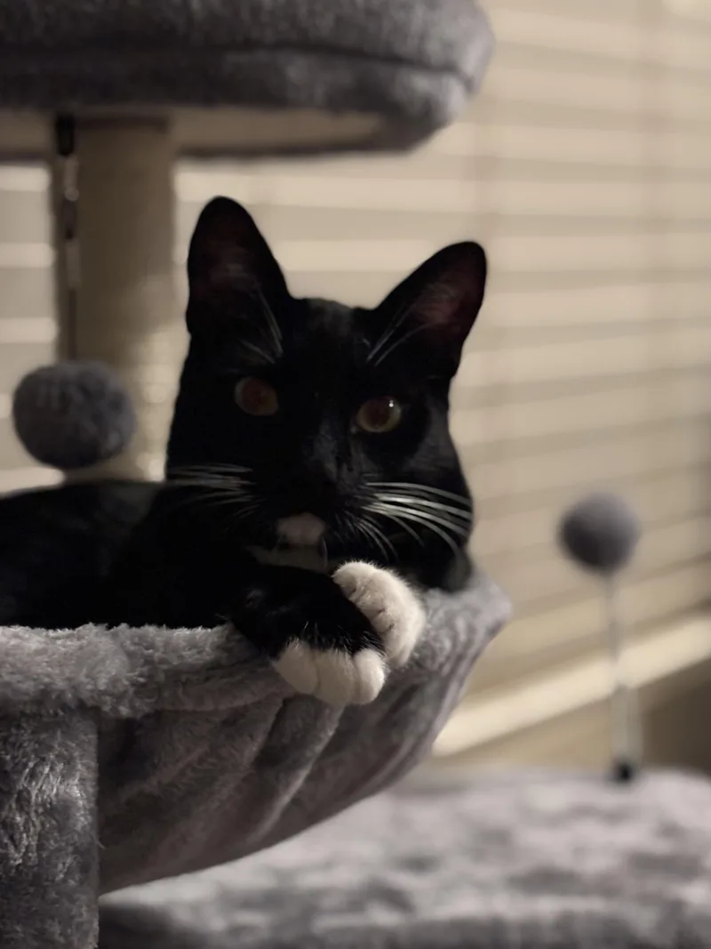 Boots  Aka Shadow thumbnail 4