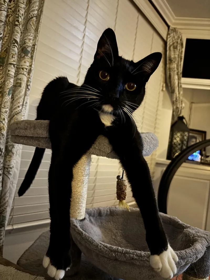 Boots  Aka Shadow thumbnail 5