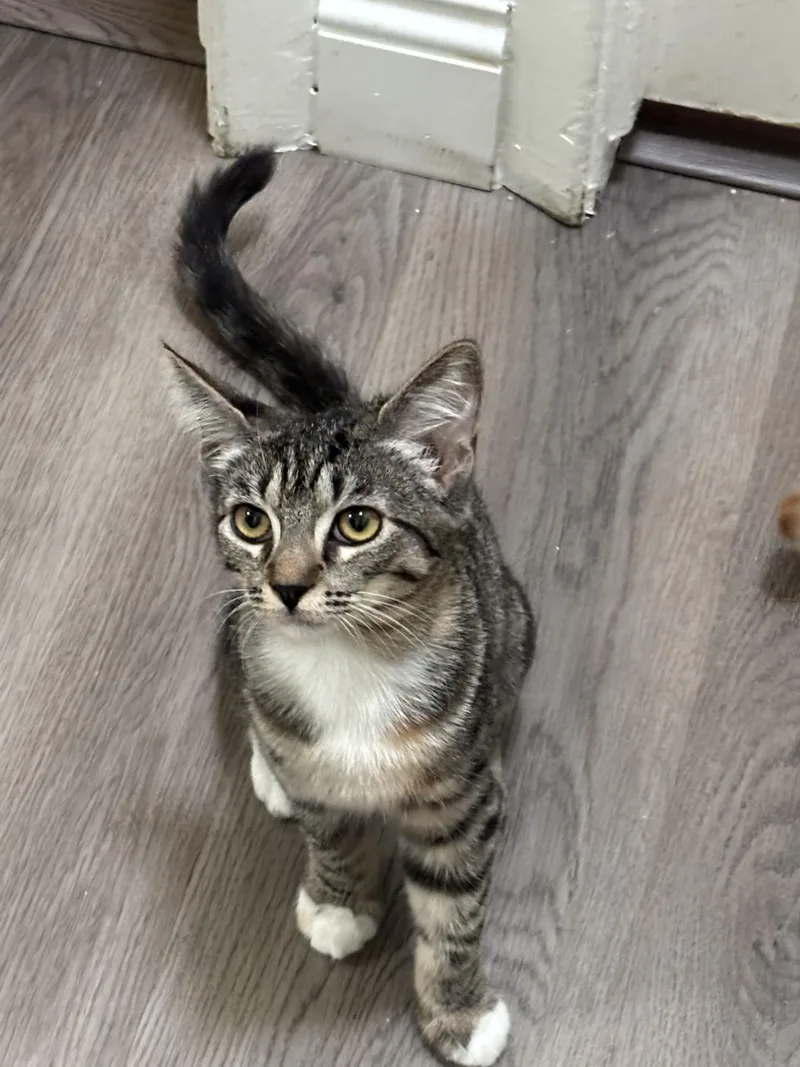 Crackle & Pop! thumbnail 2